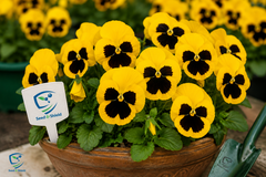 Pansy/Pensy F1 Yellow Blotch  Premium Hybrid Flower Seeds
