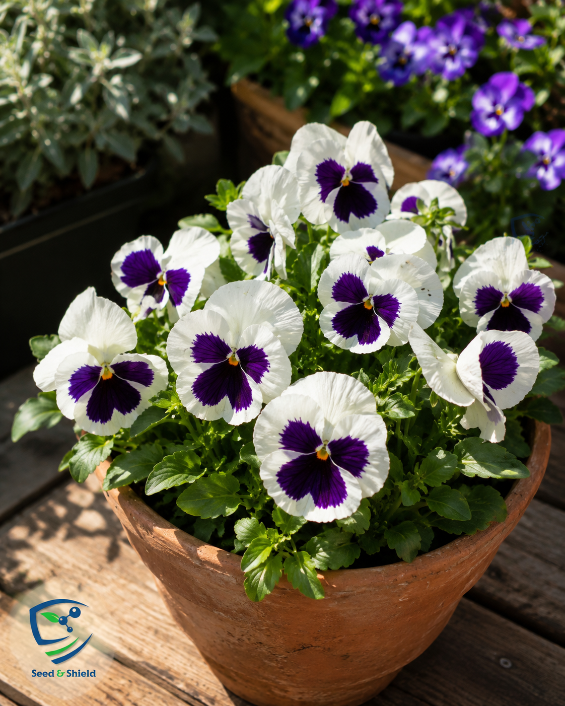 Pansy F1 White Blotch  Premium Hybrid Winter Flower Seeds