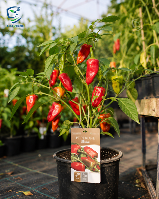 Peperone Florinis Seeds – Sweet Red Florina Pepper for Kitchen Gardens
