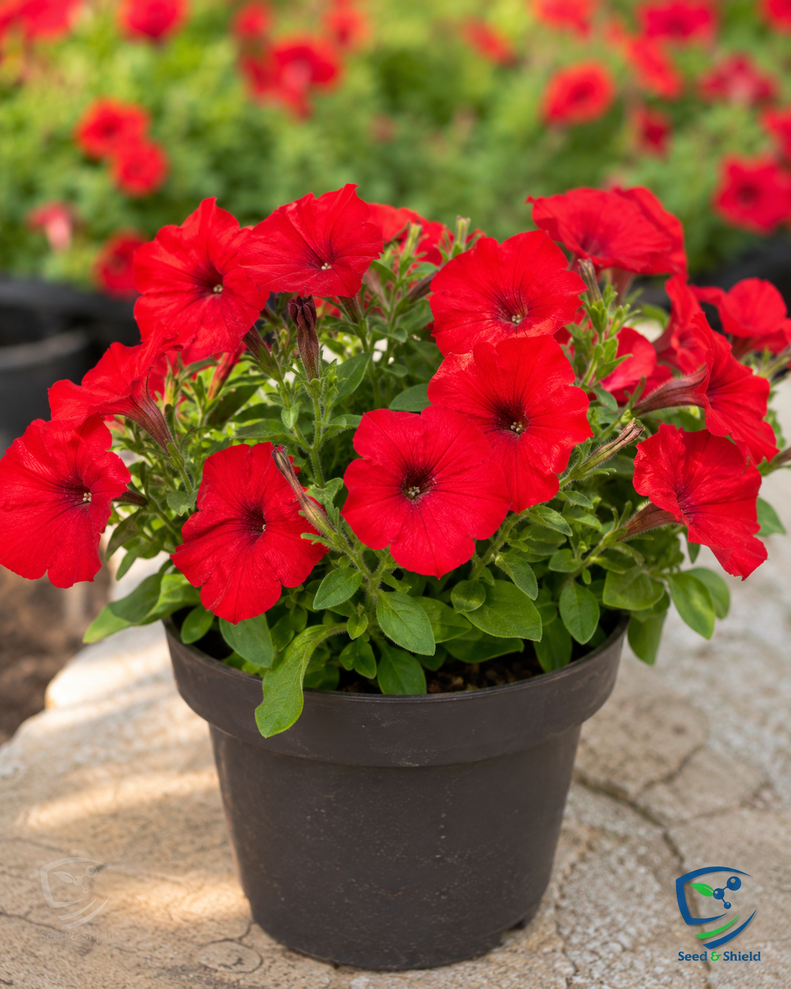 F1 Petunia Grandiflora Red Seeds in Pakistan  Hybrid Large Blooms for Winter Gardens