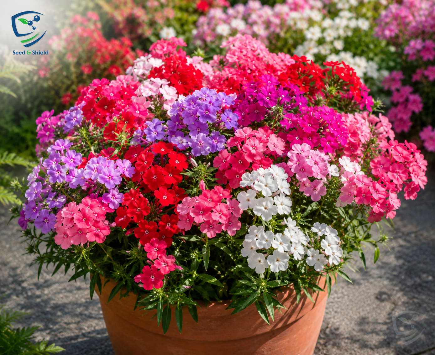 Phlox Grandiflora Mix Seeds in Pakistan  Colorful Seasonal Bedding Flowers