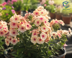 Phlox Caramel Seeds in Pakistan  Unique Seasonal Flower Variety
