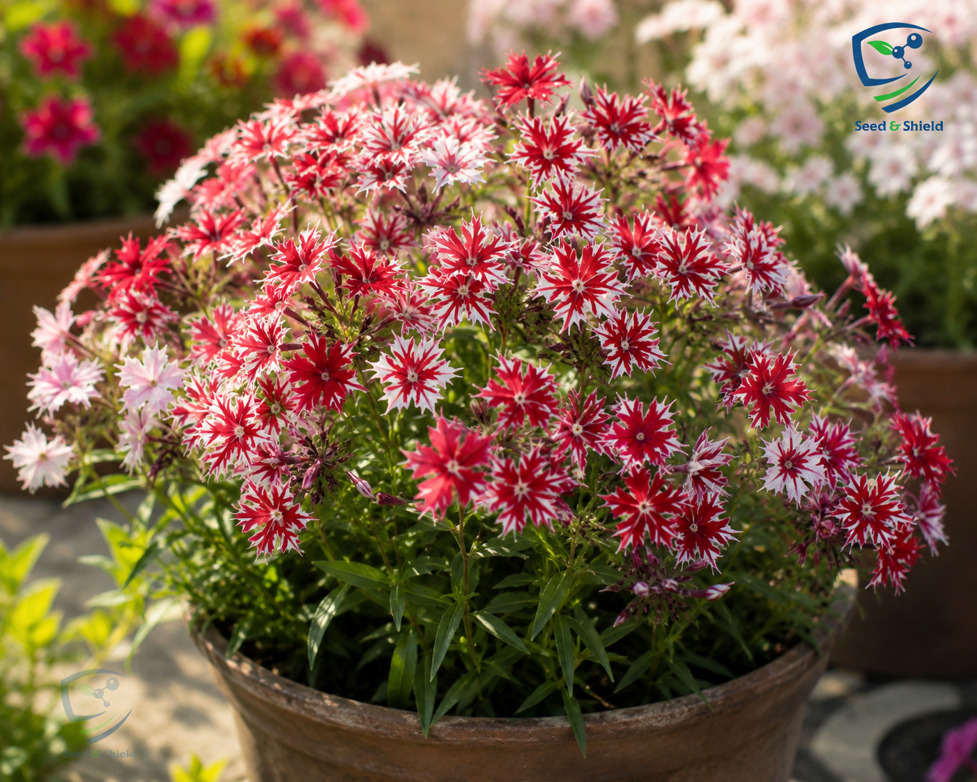 Phlox Dwarf Cuspidata Seeds in Pakistan  Compact Seasonal Colorful Flowers