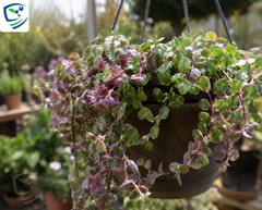 Turtle Vine Pink Stunning Ornamental Hanging Plant