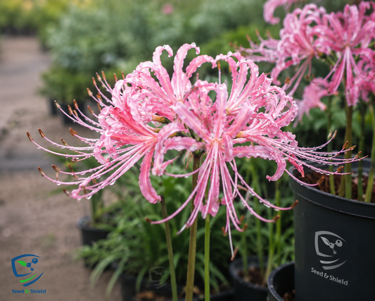 Pink Spider Lily (Lycoris Pink)  Elegant Bloom for Your Garden