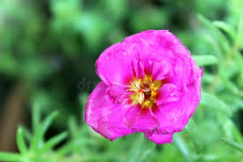 Portulaca Purple Flower Seeds  Din ka Raja Purple Blooms for Summer