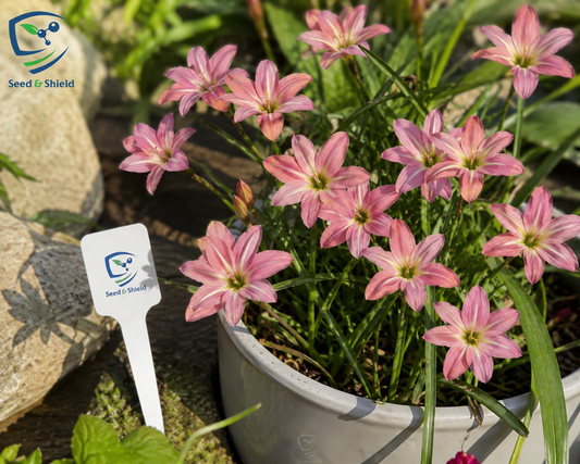 Rain Lily Hybrid Tamao Bulb – Elegant Pink Blooming Rain Lily