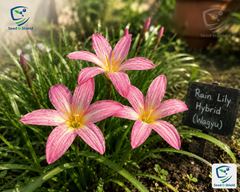 Rain Lily Hybrid Wagyu Bulb – Stunning White Blooming Rain Lily
