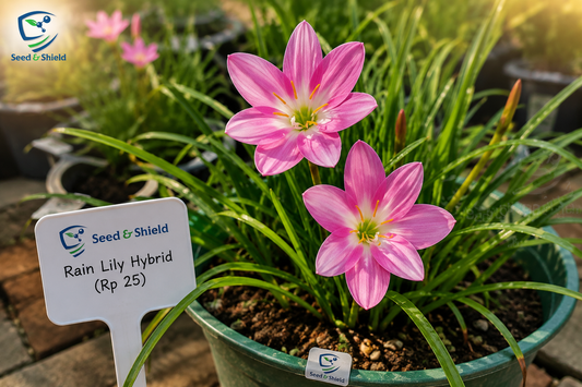 Rain Lily Hybrid RP-25 Bulbs (Zephyranthes) – Fast Blooming Summer Flower