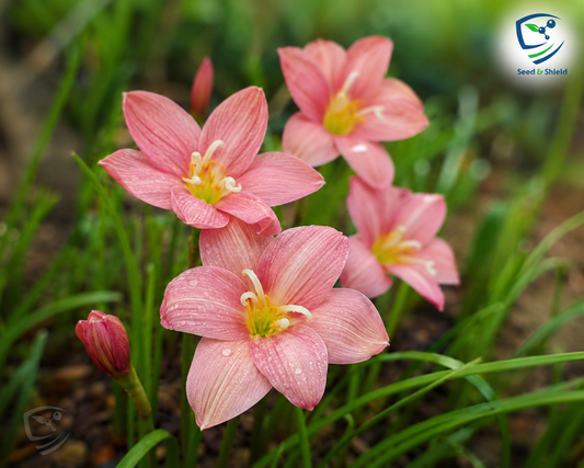 Rain Lily Hybrid Z Darly Jay Flowering Bulbs