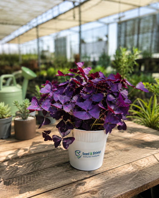 Butterfly Oxalis  Rare Purple Shamrock Bulbs