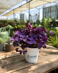 Butterfly Oxalis  Rare Purple Shamrock Bulbs