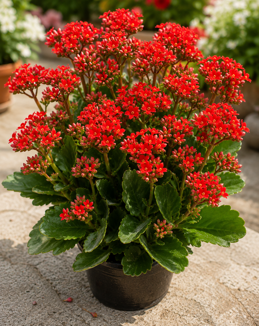 Red Desi Kalanchoe – Beautiful Long Blooming Flowering Plant