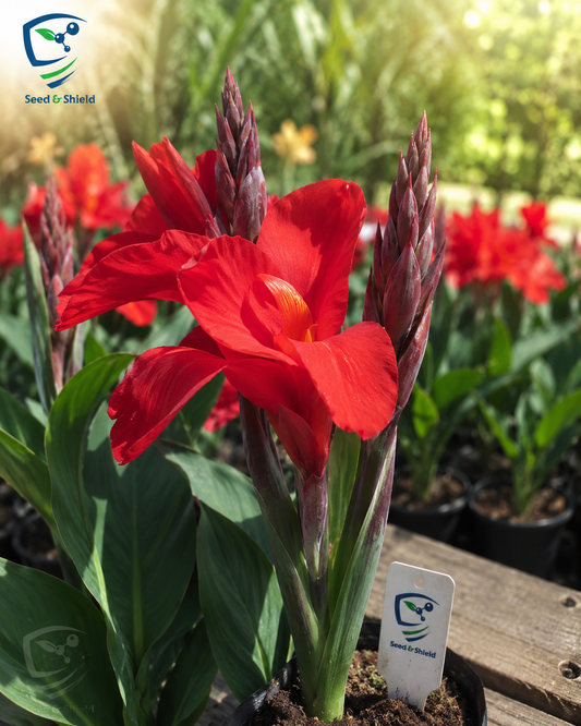 Red Canna/Cana Lily  Bold Tropical Beauty for Your Garden