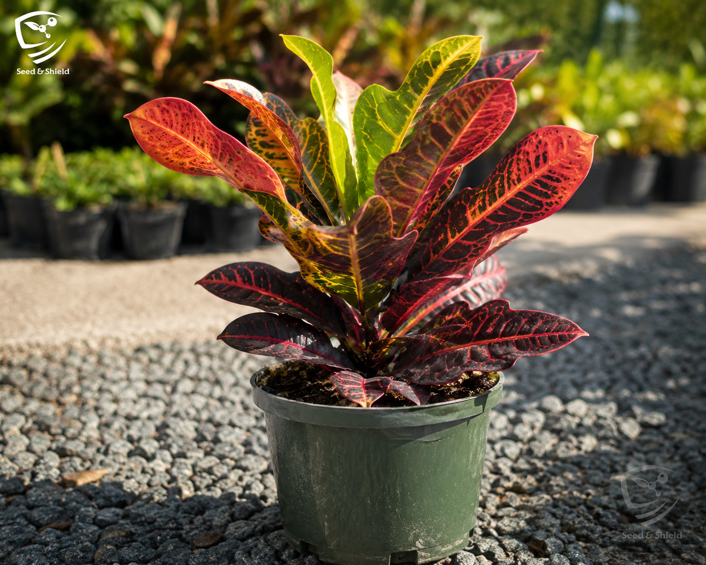 Red Croton Plant  Vibrant Indoor/Outdoor Decorative Foliage