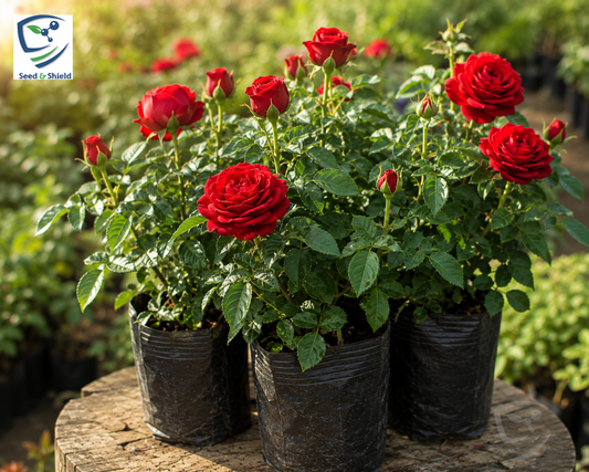 Desi Gulab Plant – Fragrant Traditional Rose Plant
