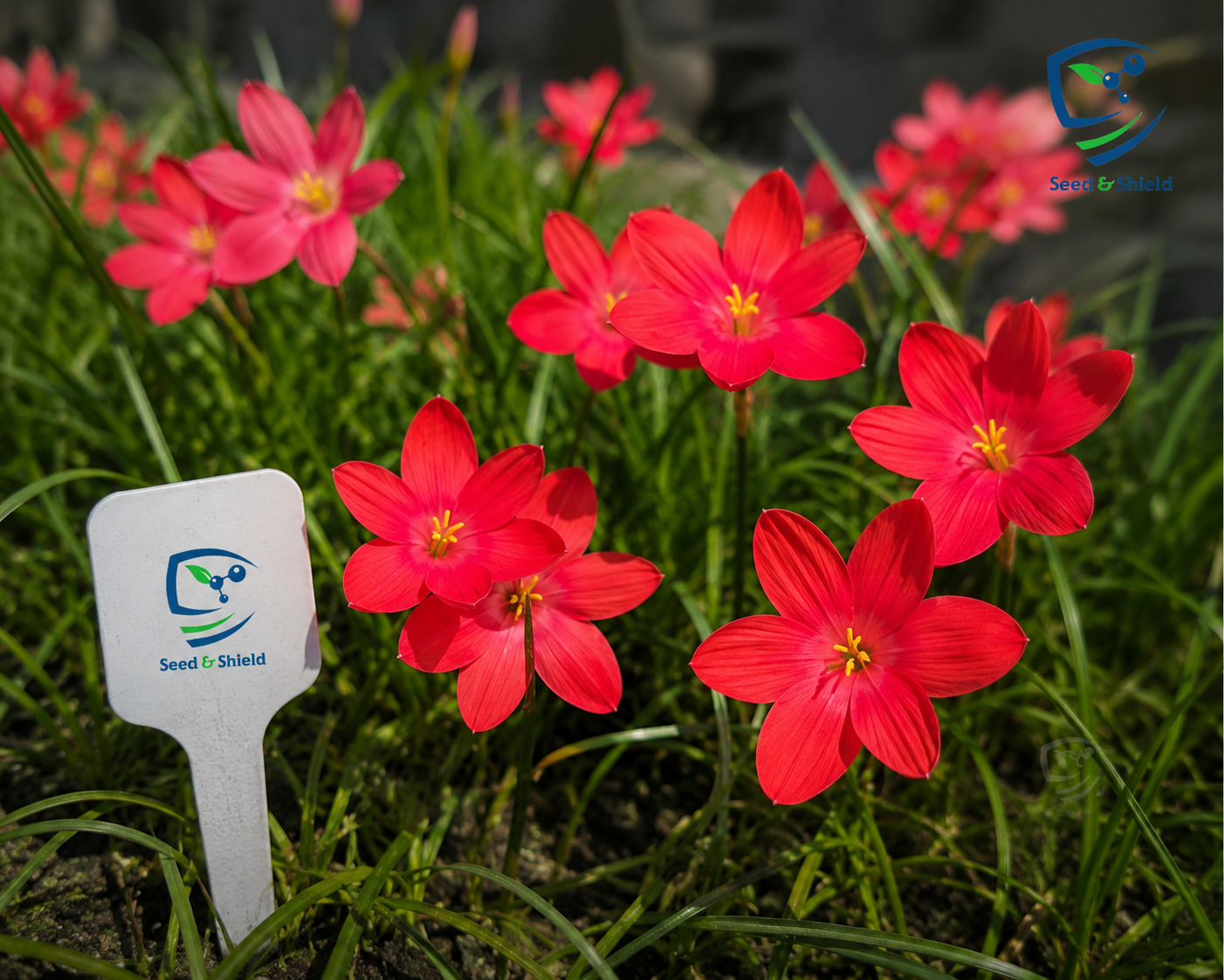 Rain Lily Hybrid Red Huan Huan Bulb – Vibrant Red Blooming Rain Lily