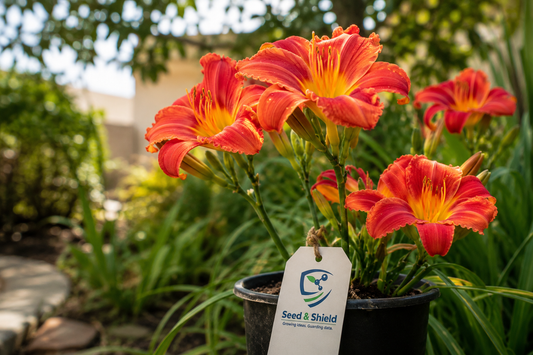 Buy Red Rain Lily Bulb in Pakistan  Zephyranthes 1 Bulb