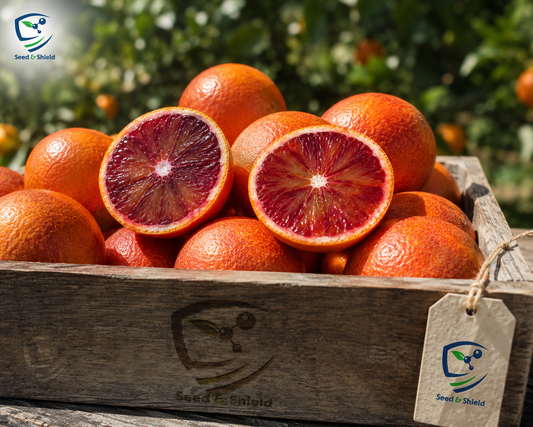 Red Rubi Malta Plant  Premium Blood Orange Variety