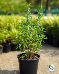 Fresh Rosemary Plant  Aromatic, Medicinal & Easy to Grow