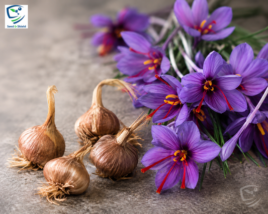 Irani Saffron Bulbs 5 KG  Premium Bulk Buy for Businesses & Export