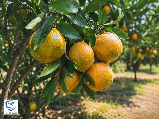 Nagpuri Santra Plant  Premium Sweet Orange Variety