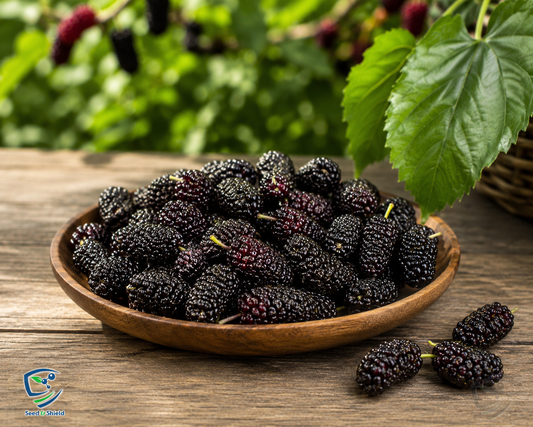 Grafted Shahtoot (Mulberry) Plant  2 Years Old, High-Yield Variety