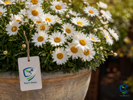 Shasta Daisy Seeds in Pakistan  Classic White and Yellow Blooming Flowers