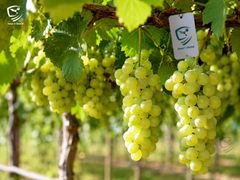 Shugran Grapes Plant (2 Years) Healthy Vine for Home Gardens