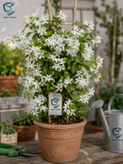 Star Jasmine Plant  Fragrant Evergreen Climber for Home & Garden