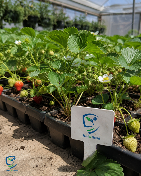 Strawberry Runners Deer Variety  Sweet Fruiting Plants