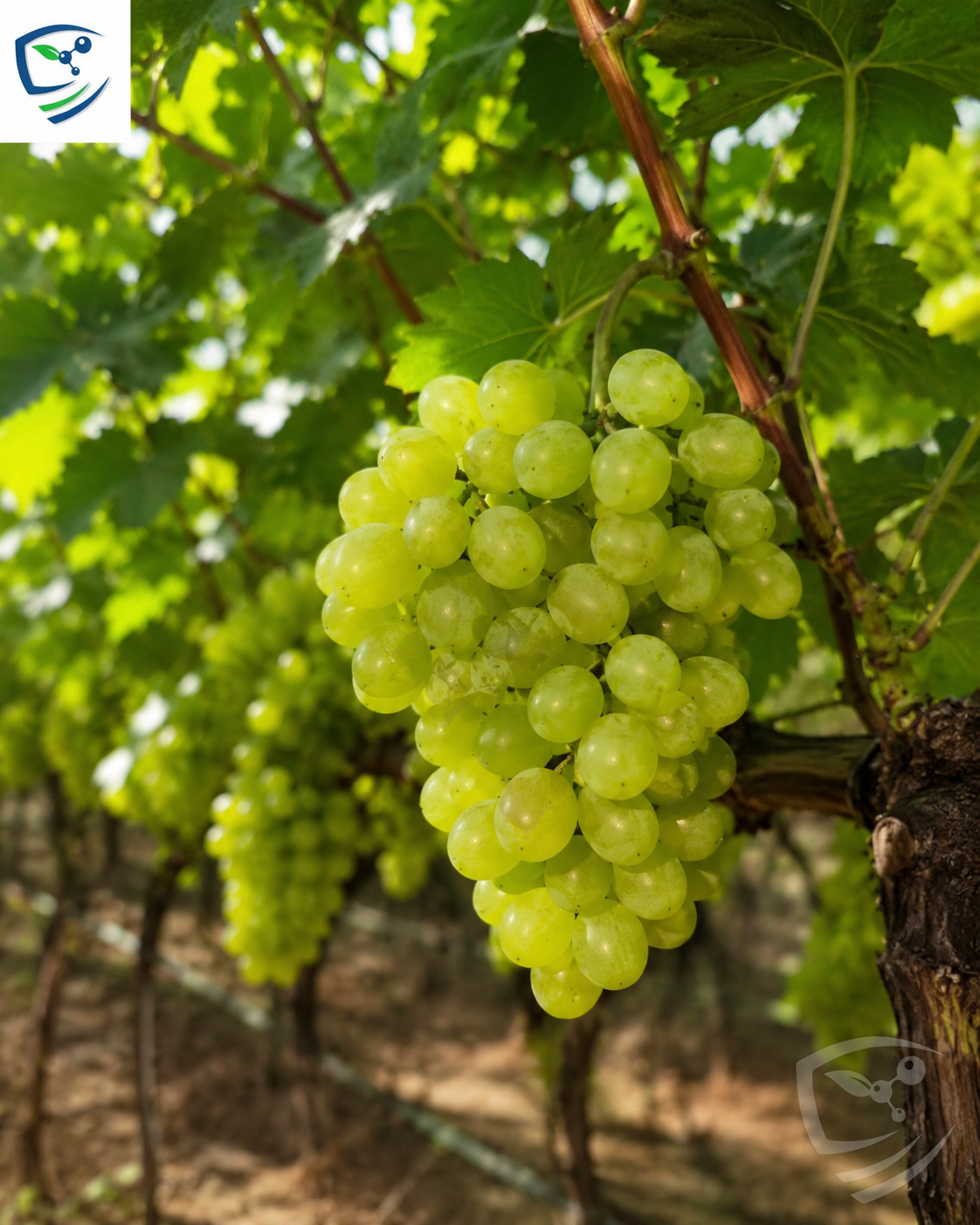 Sultania C Grapes  3-Year Grafted Plant, Ready to Fruit