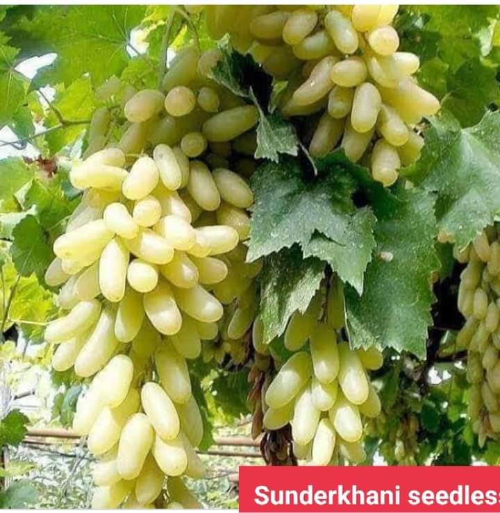 Sunderkhani  Seedless Grapes 3-Year-Old Plant  Fruiting Vine for Home Gardens