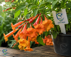 Tecoma Orange Plant  Bright & Long-Flowering Shrub for Home & Garden