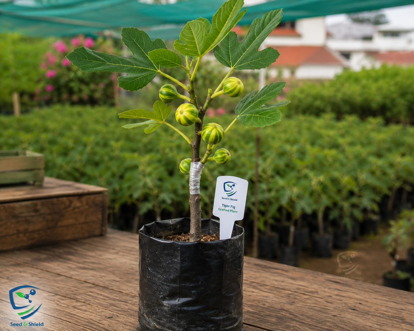 Tiger Fig Grafted Plant (2 Years, 45 ft)  Rare Striped Figs in Pakistan