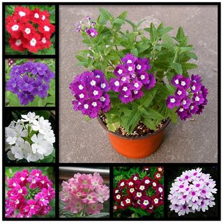 NPK 17-17-17 Fertilizer (1 kg) | Balanced Water Soluble Fertilizer for All Plants