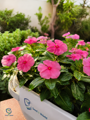 Vinca Dwarf Deep Rose Seeds – Heat Tolerant Summer Flower