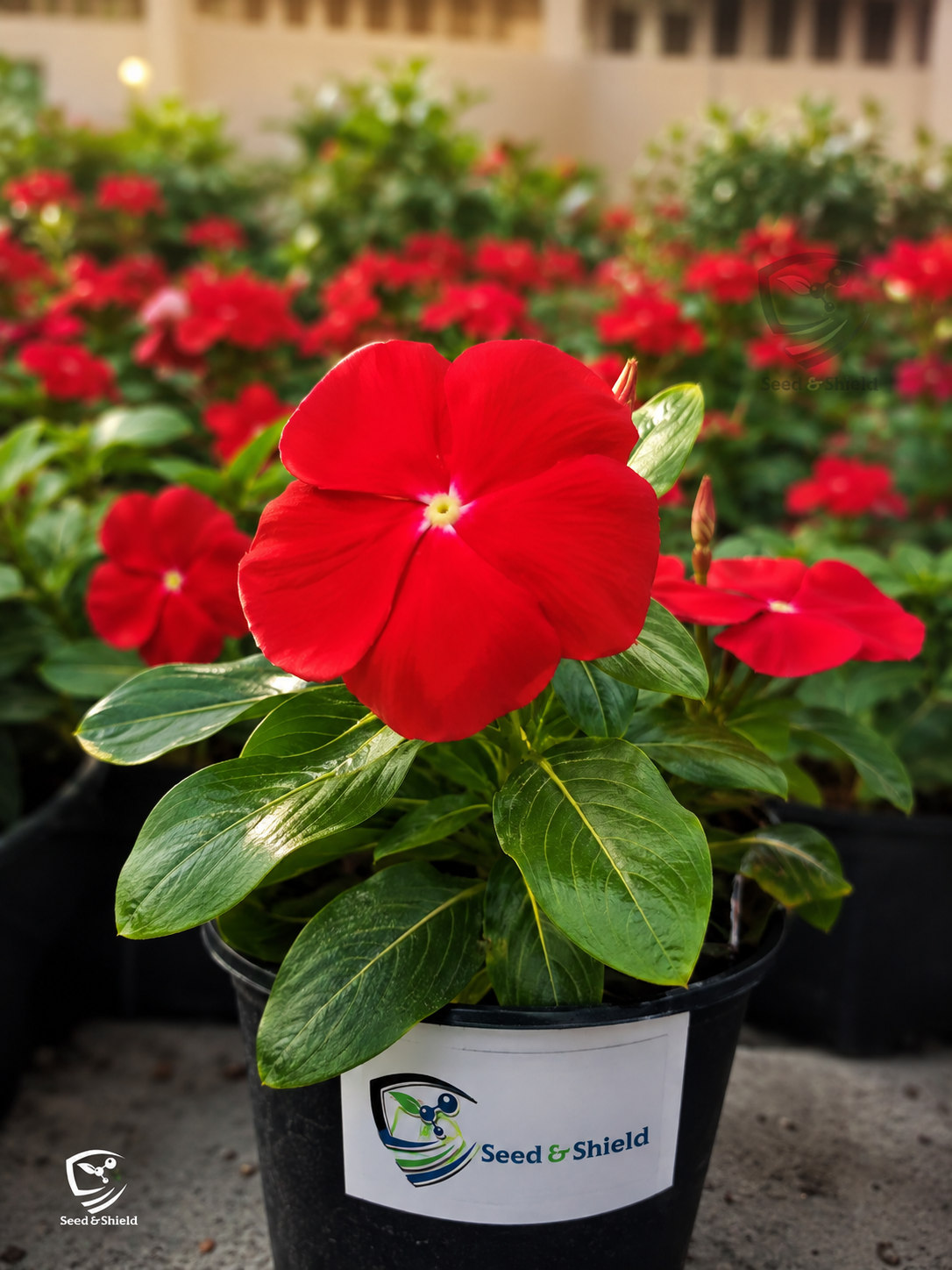 Vinca Dwarf Oceana Red Seeds – Heat Tolerant Summer Flower