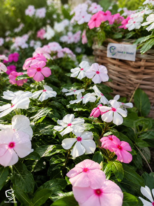 Vinca Dwarf Bright Eyes Seeds – Heat Resistant Summer Flower