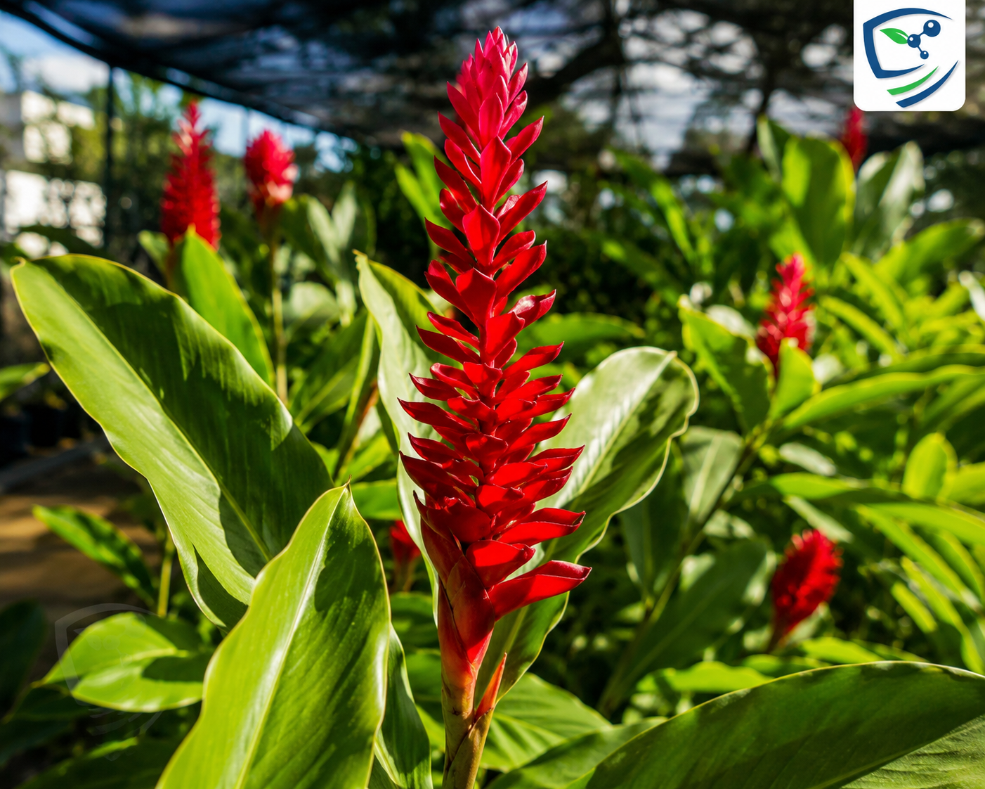 Variegated Ginger Lily (Alpinia)  Stunning Foliage & Tropical Charm
