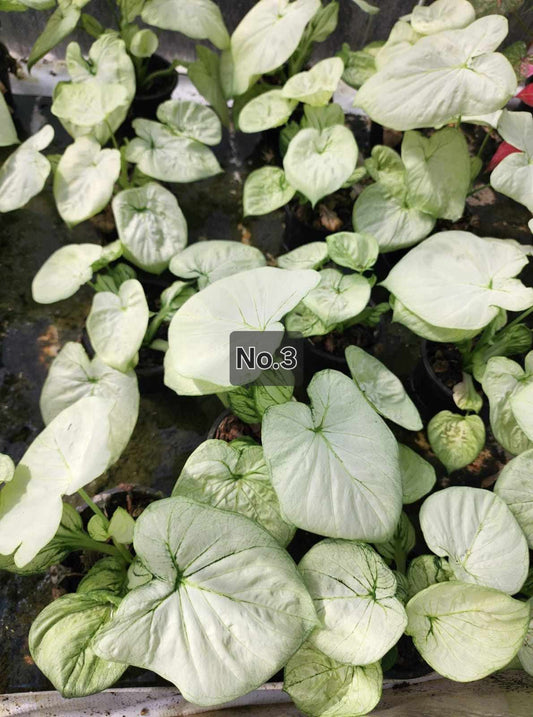 Caladium Bulbs - Mixed Colours Premium Collection