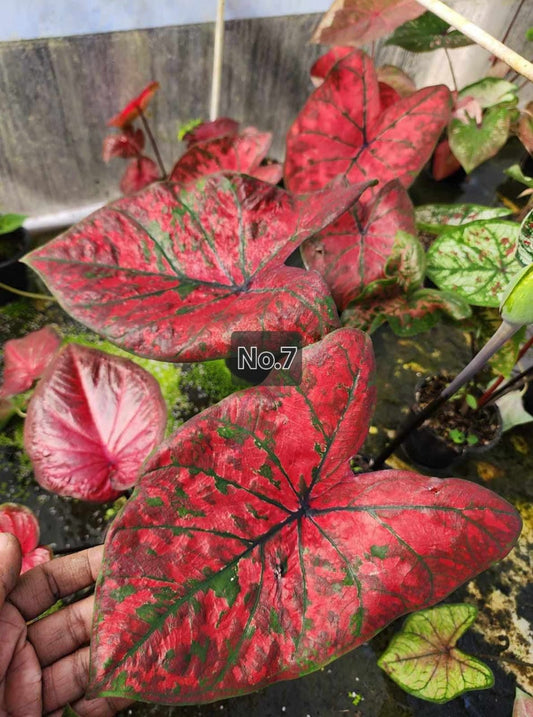 Caladium Bulbs - Mixed Colours Premium Collection