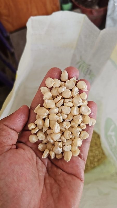 White Corn Seeds  Pack of 50 | Sweet, Soft & Nutritious Variety