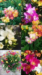 Freesia Bulbs  5 Color Mix | Fragrant & Vibrant Spring Blooms