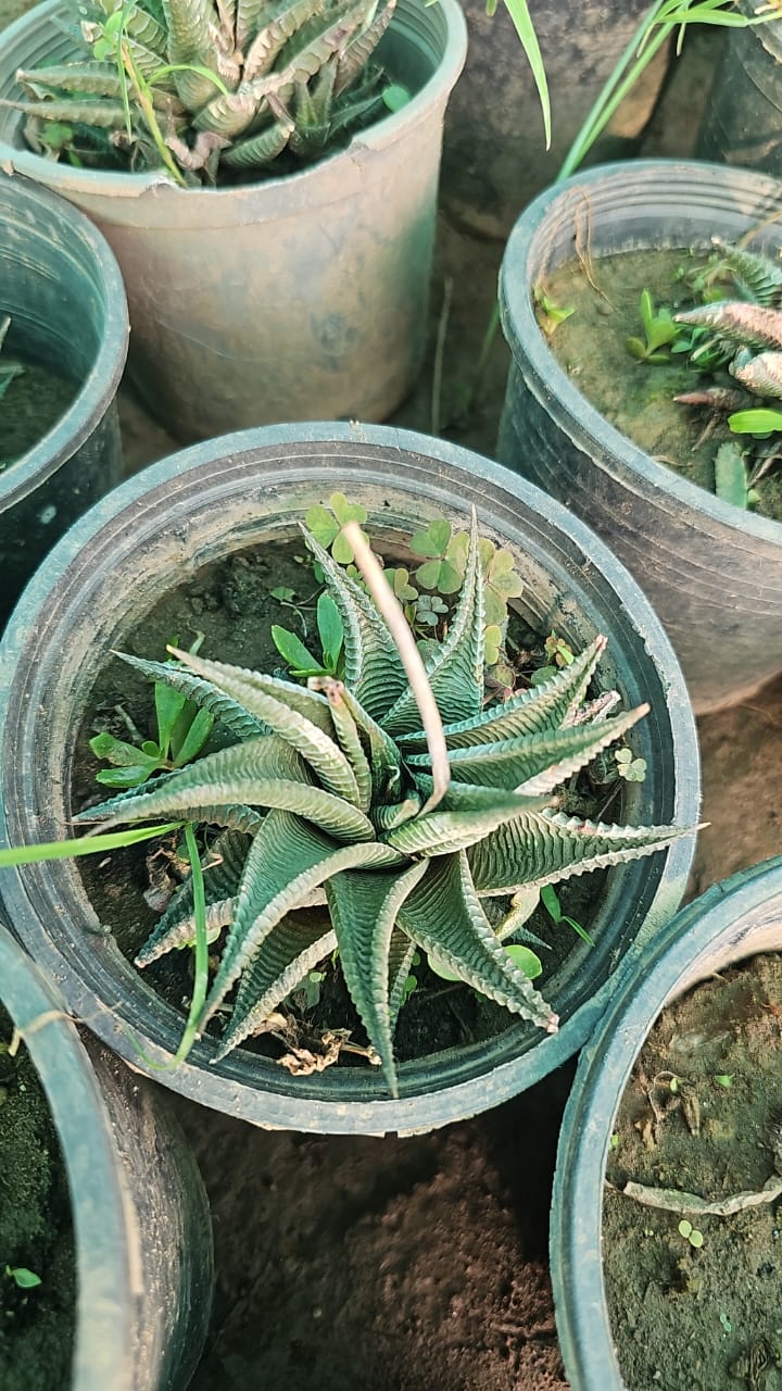 Euphorbia Lemofonia  Unique & Low-Maintenance Succulent