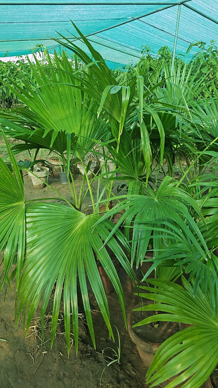 Table Palm  Compact Elegance for Indoor Spaces