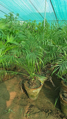 Phoenix Palm  Majestic & Long-Lasting Landscape Palm