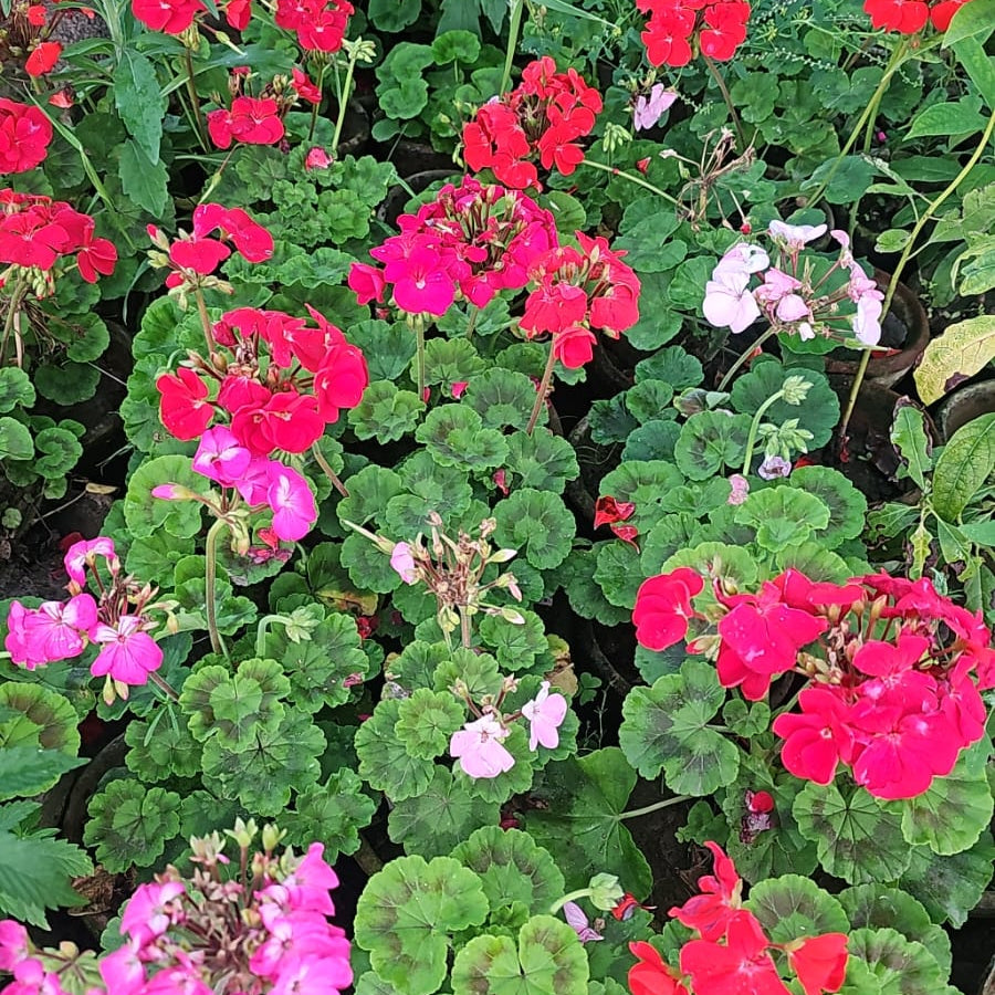 Bouquet of red and pink flowers with green leaves