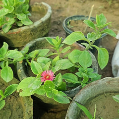 Baby Sunrose Plant – Aptenia (Ice Plant) Succulent for Ground Cover