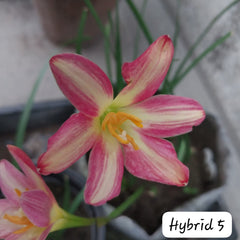 2-Toned Rain Lily Bulbs (Hybrid 05)– Premium Bi-Color Collection